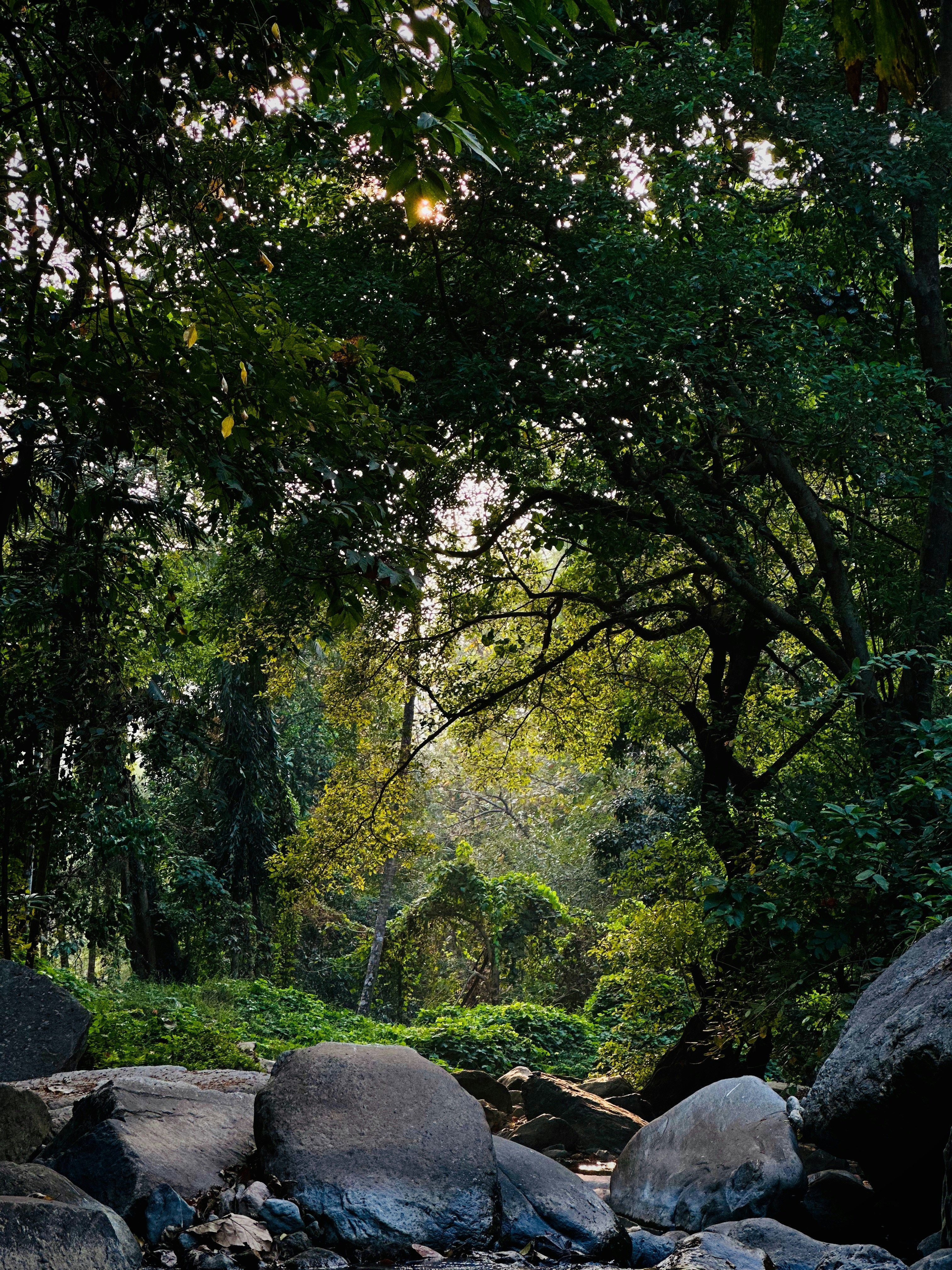 Guided Forest Walk